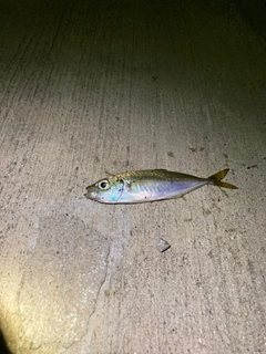 マアジの釣果