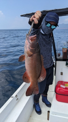 アカジンミーバイの釣果