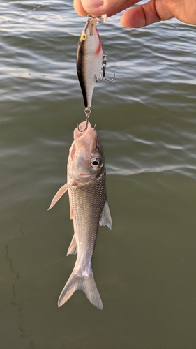 ニゴイの釣果