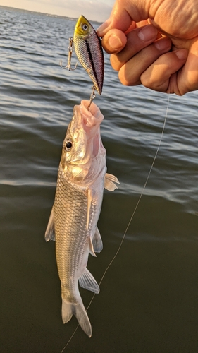 ニゴイの釣果