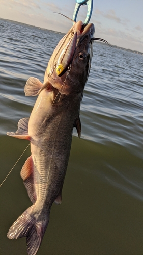 アメリカナマズの釣果