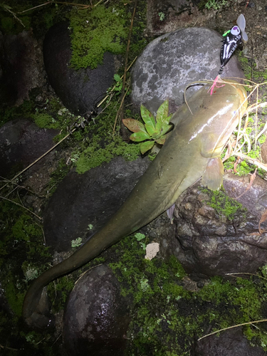 ナマズの釣果