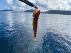 エソの釣果