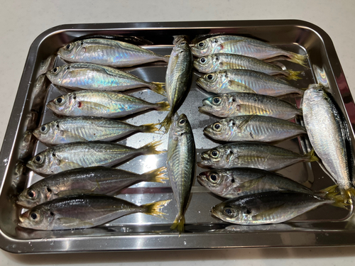 アジの釣果