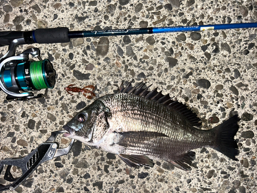 クロダイの釣果