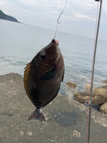 ニザダイの釣果