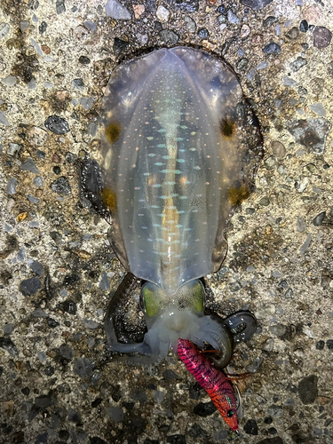 アオリイカの釣果