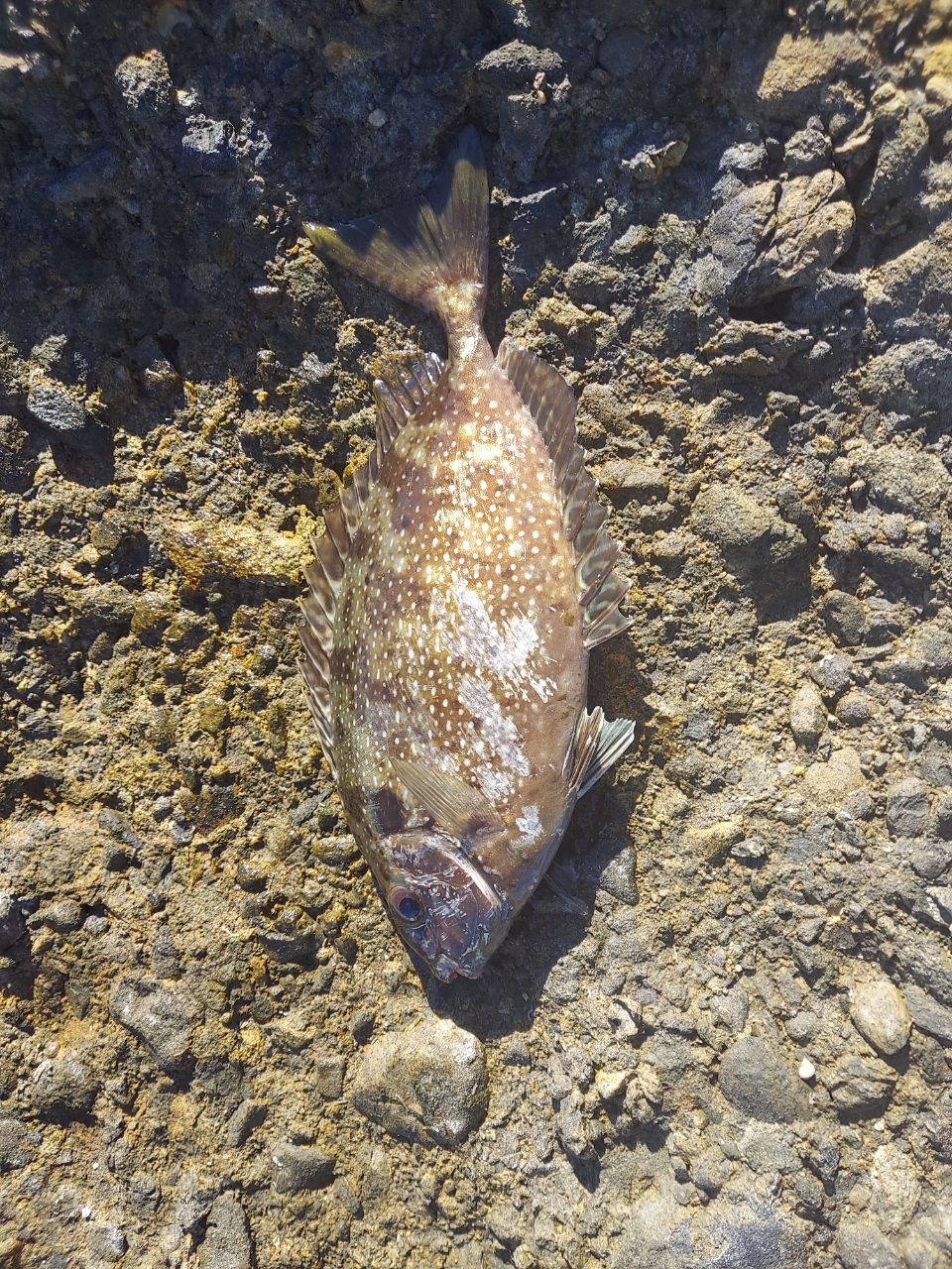 アングラー2256855さんの釣果 2枚目の画像