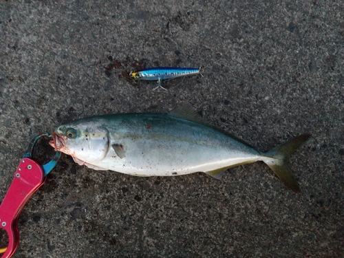 ショッコの釣果