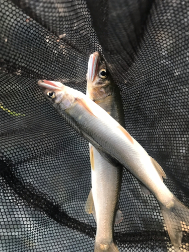 アユの釣果