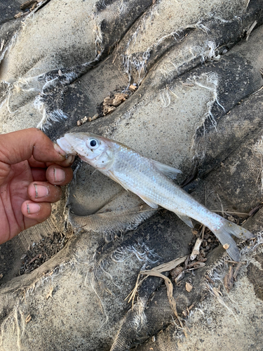 ニゴイの釣果