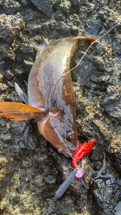 アイナメの釣果