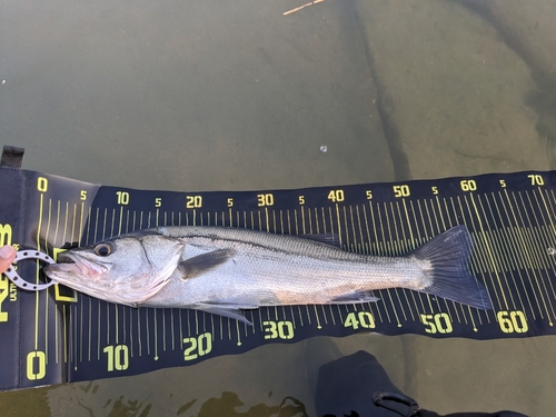 マルスズキの釣果