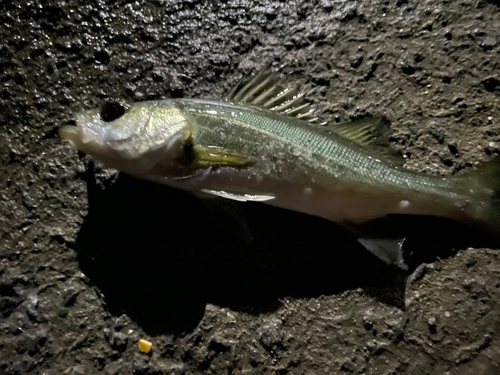 セイゴ（マルスズキ）の釣果