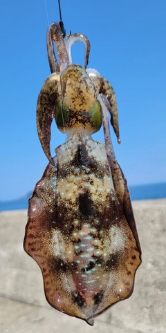 アオリイカの釣果