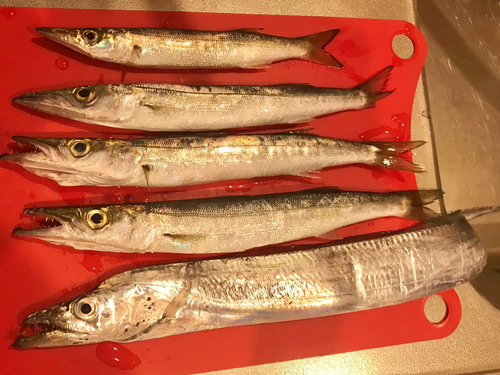 カマスの釣果