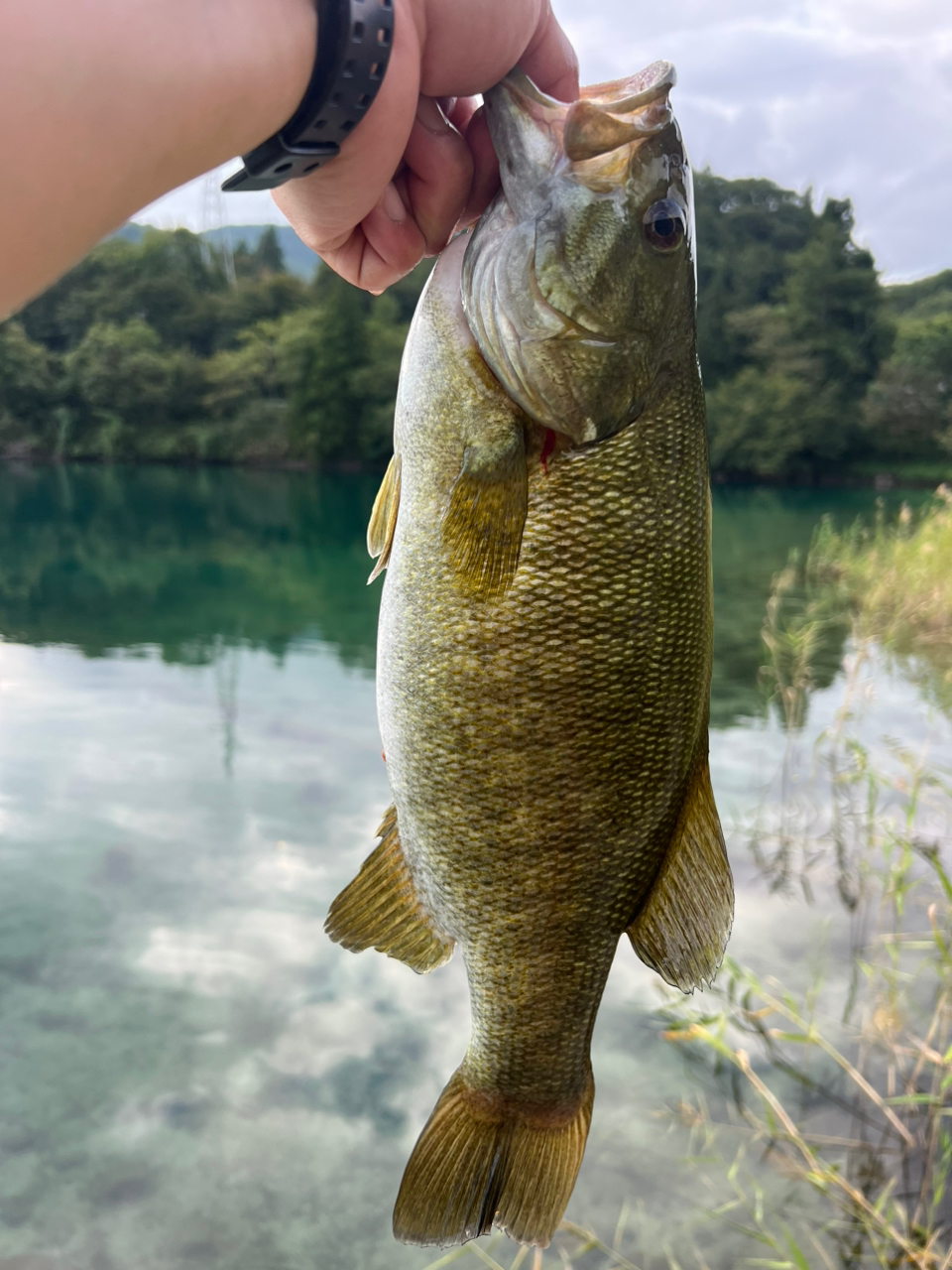 スモールマウスバス