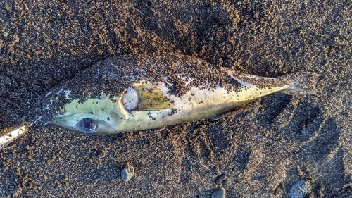 シロサバフグの釣果