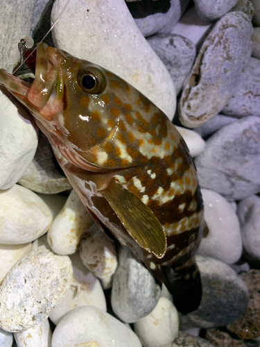 アコウの釣果