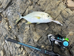 オニヒラアジの釣果