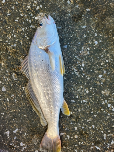 ニベの釣果