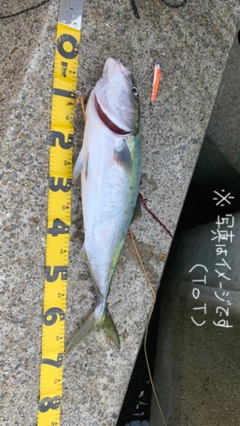 メジロの釣果