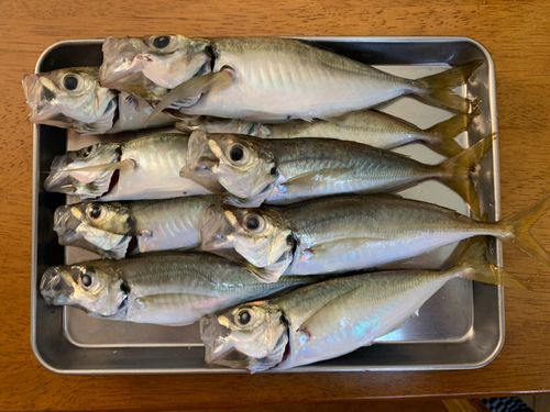 アジの釣果