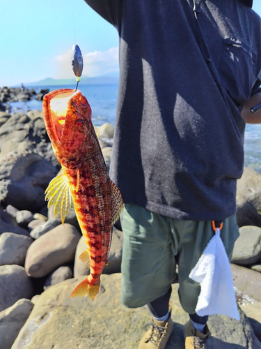 エソの釣果