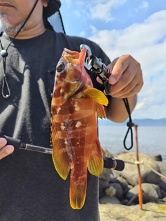 アカハタの釣果