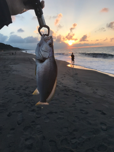 ニベの釣果