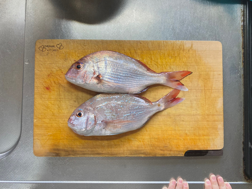 タイの釣果