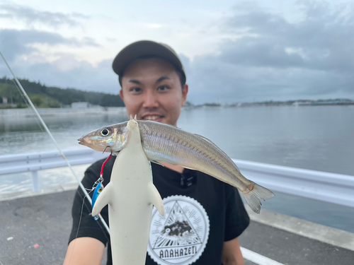 シロギスの釣果