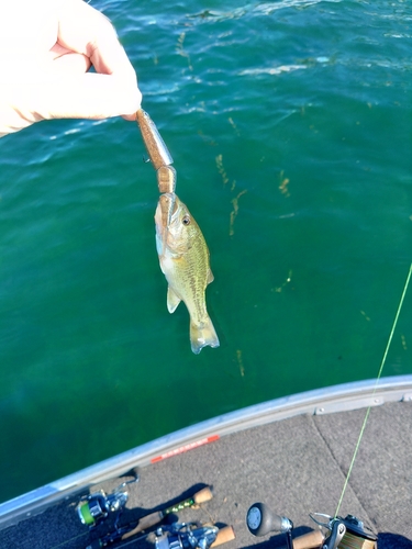 ブラックバスの釣果