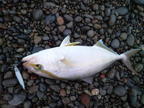 ショゴの釣果