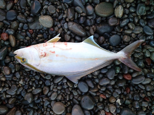 ショゴの釣果