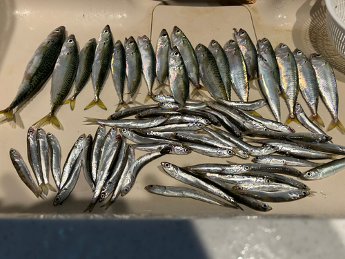 サバの釣果