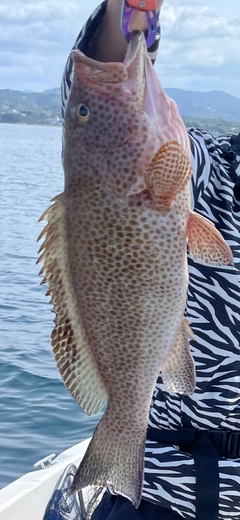 オオモンハタの釣果