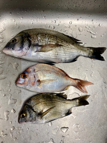 チヌの釣果