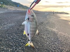 メッキの釣果