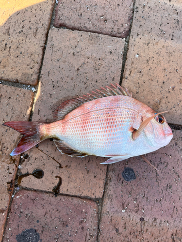 チャリコの釣果