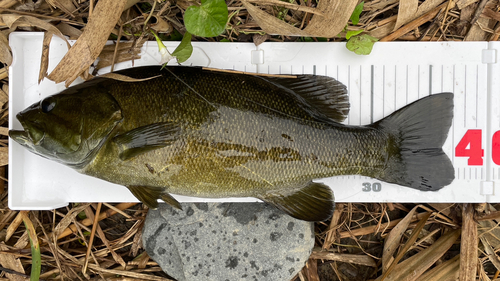 スモールマウスバスの釣果