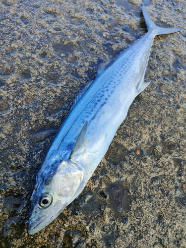 サゴシの釣果