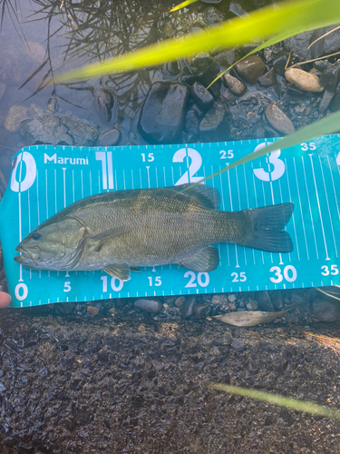 スモールマウスバスの釣果