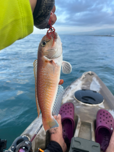 シロアマダイの釣果