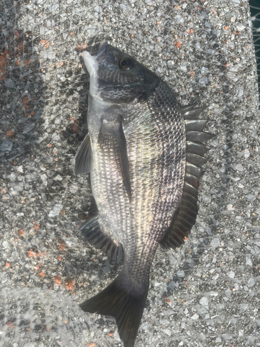 クロダイの釣果