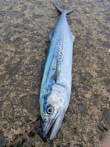 サゴシの釣果