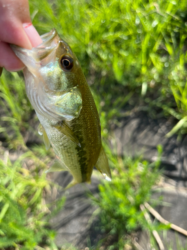 ラージマウスバスの釣果