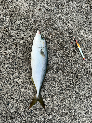 ワカシの釣果