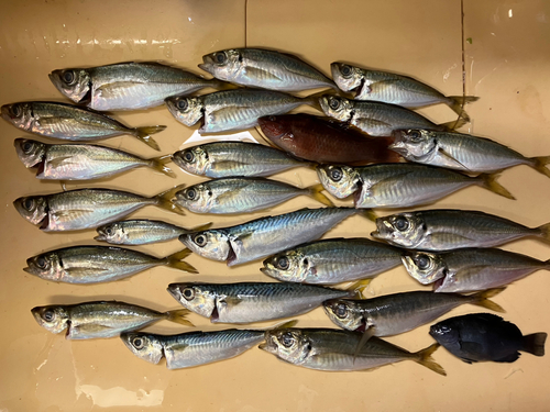 アジの釣果