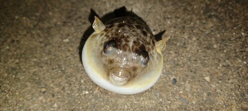 クサフグの釣果